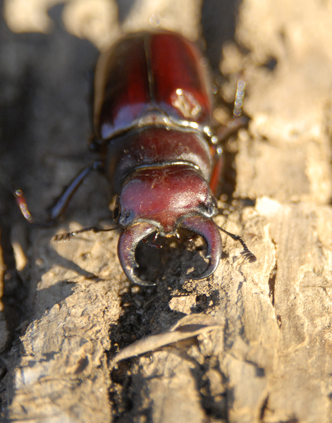 lucanidae0229