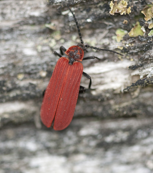 lycidae1680