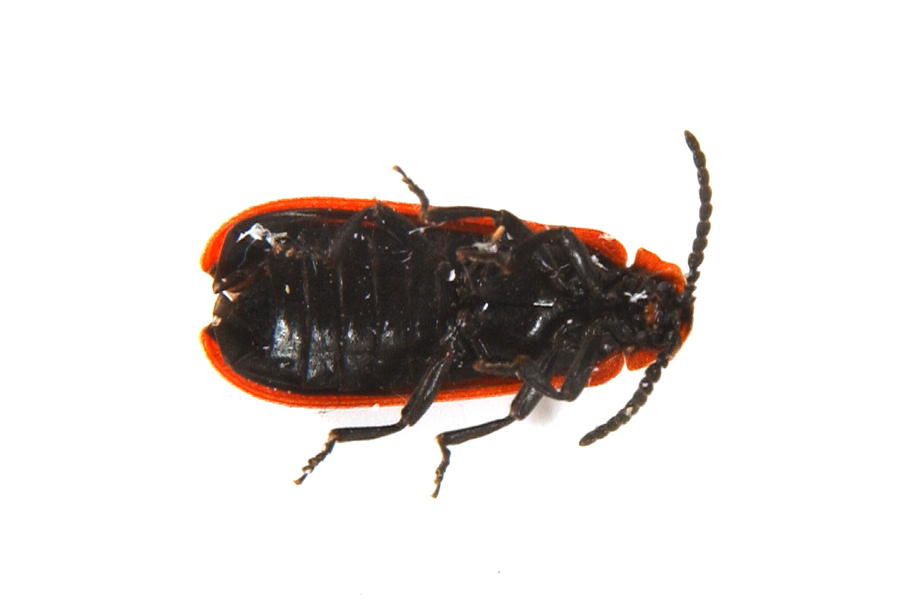 lycidae4253