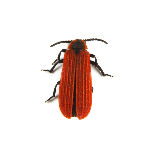 lycidae4265