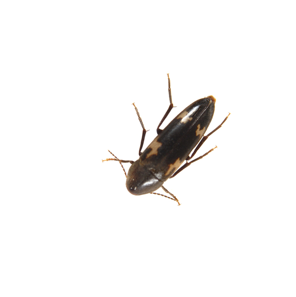 Dircaea_liturata0024
