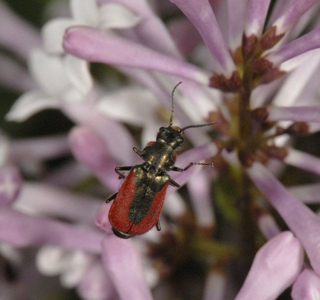 beetle0019