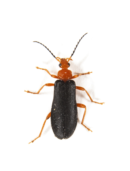 beetle2046