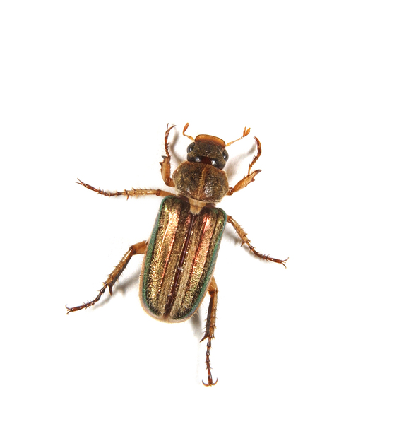Dichelonyx7975