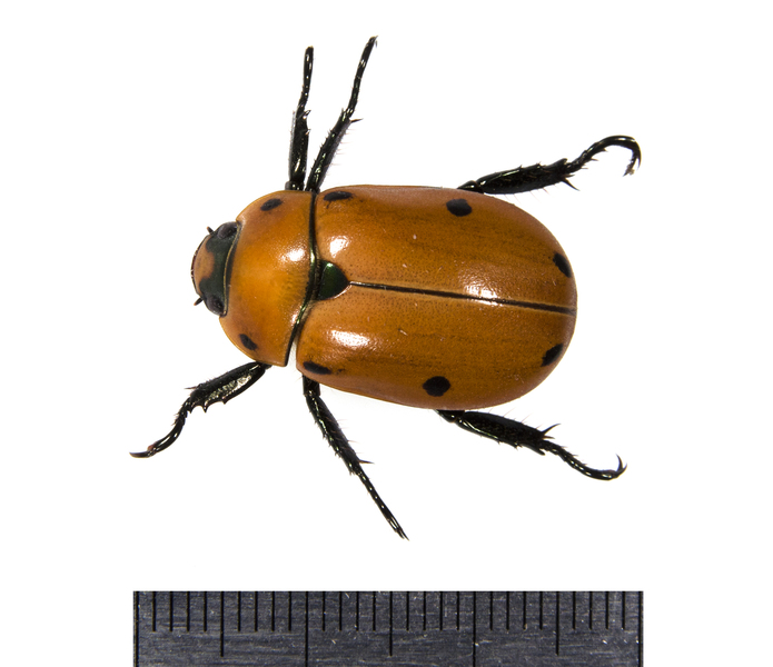 Pelidnota9901