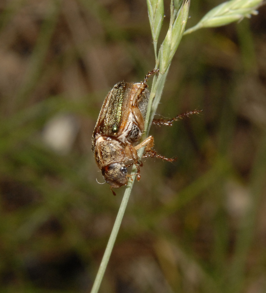 beetle0029