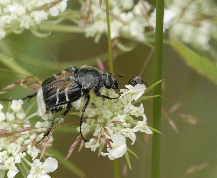 scarab4462
