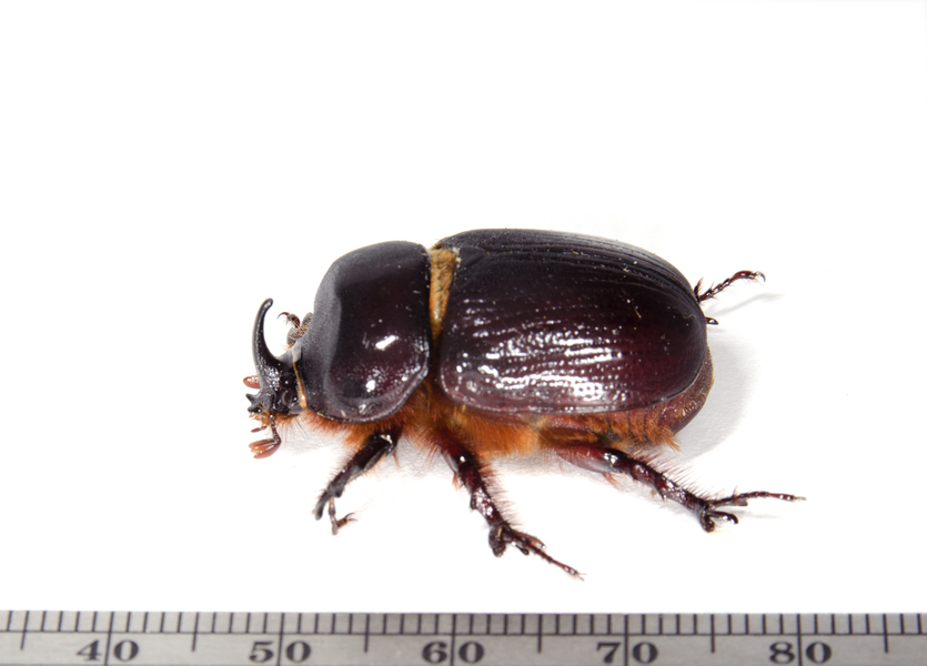 xyloryctes3579