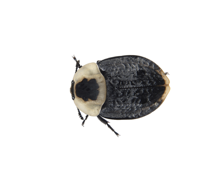 Necrophila_americana0009