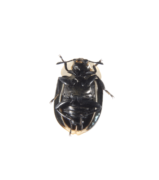 Necrophila_americana0014