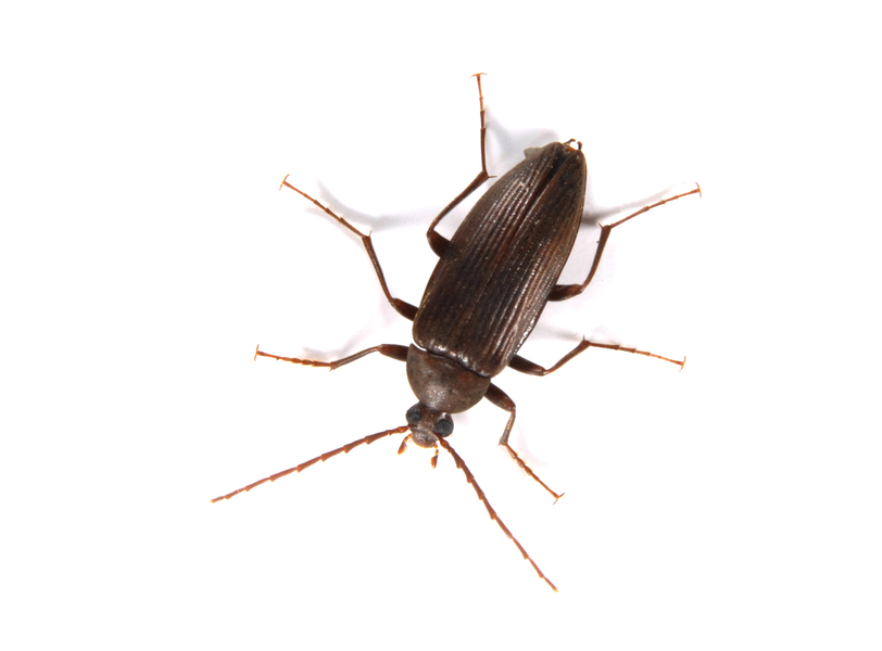 Alleculinae4268