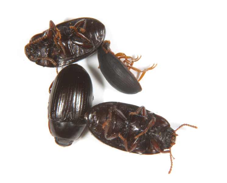 Tetratomidae3484