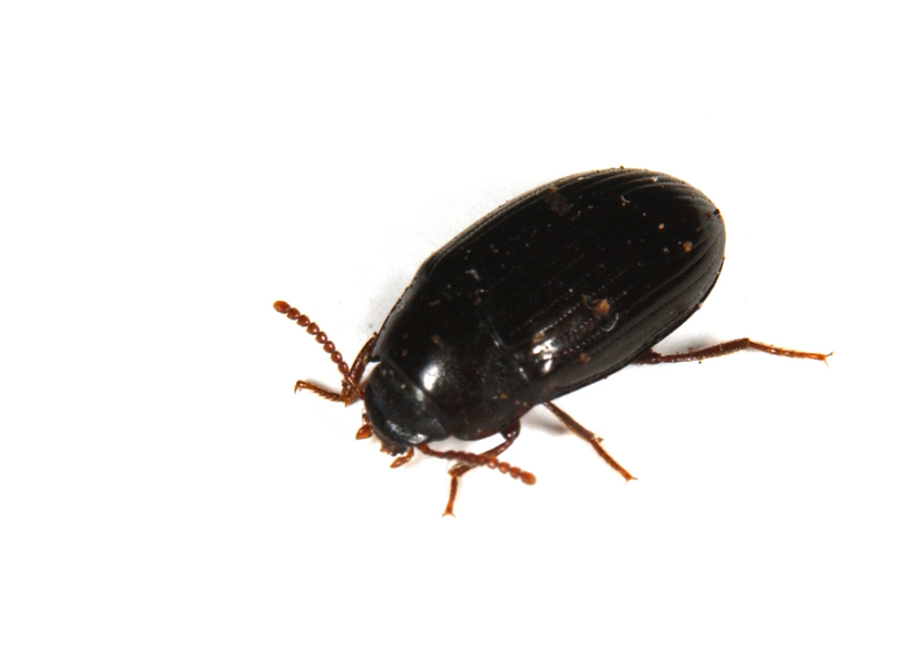 Tetratomidae3494