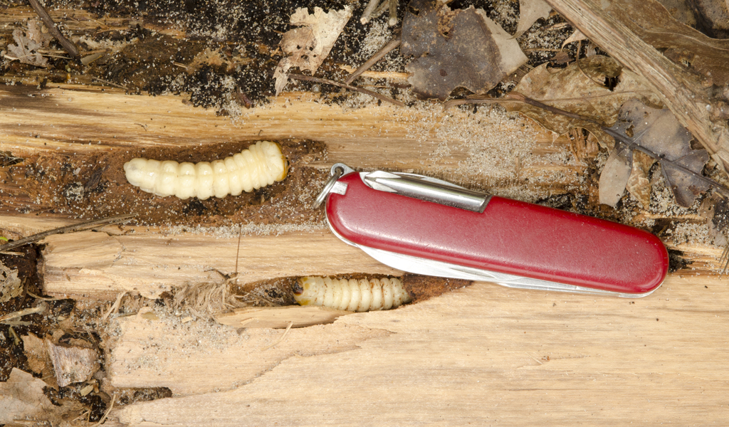 beetle_larvae8103