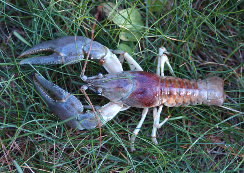 Orconectes_rusticus