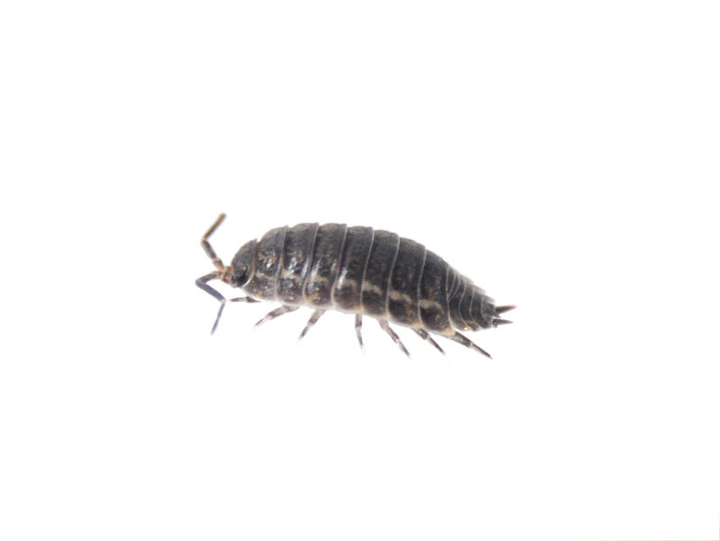 sowbug0939