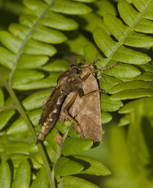 Asilus9250