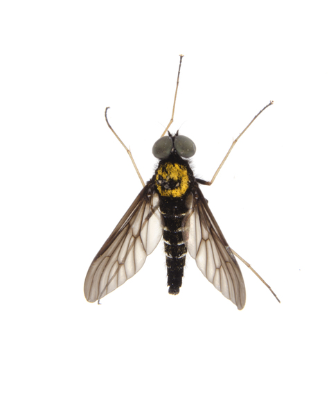 Chrysopilus2155