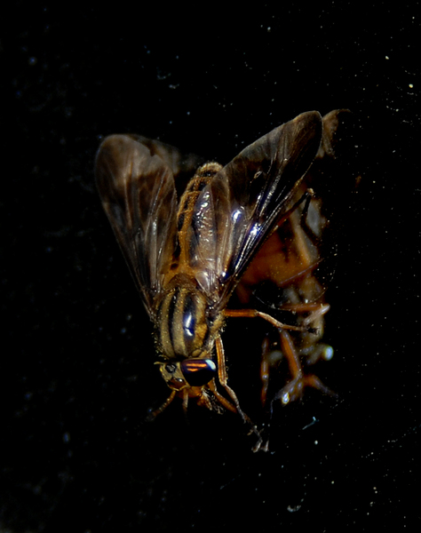 Chrysops_vittatus0007