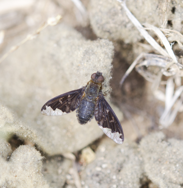 Hemipenthes3133
