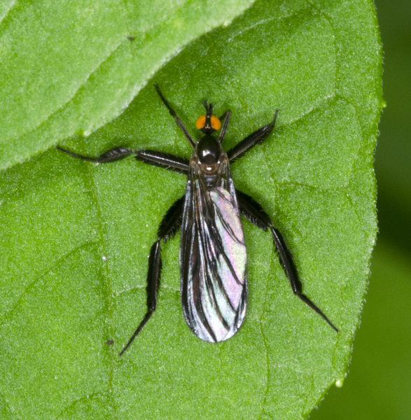 Rhamphomyia2270