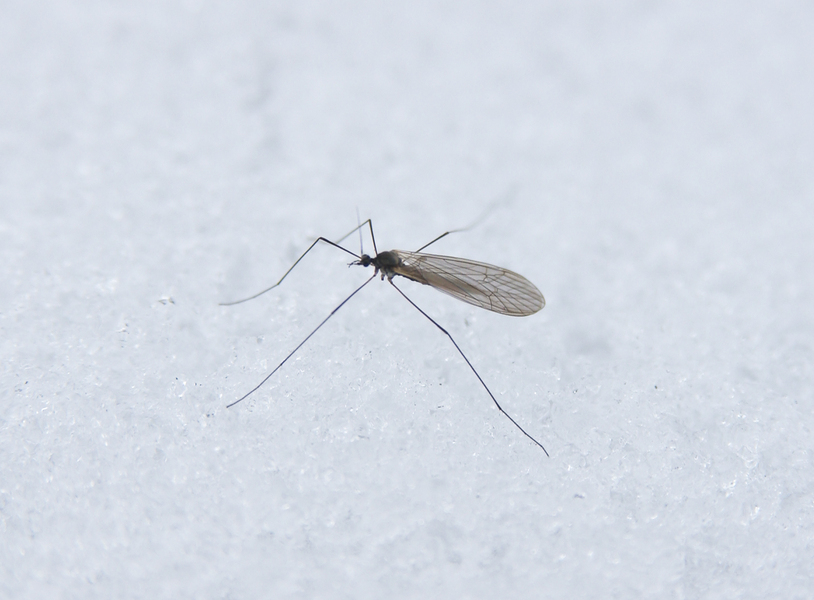 Tipulidae3529