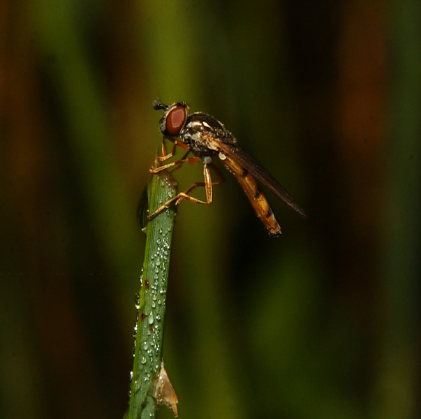 anothersyrphid