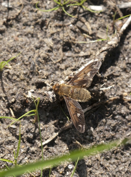 bombyliidae2859
