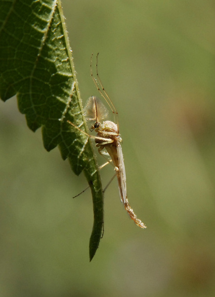 chironomid1135