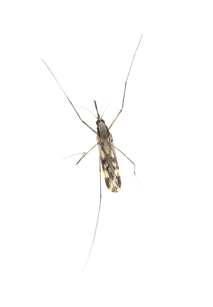 chironomid6367