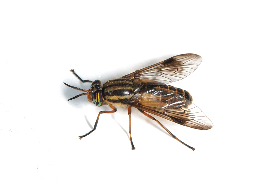 deerfly5515
