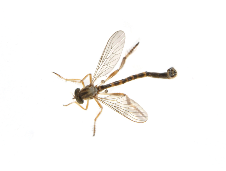 diptera0040