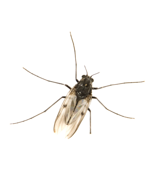 diptera0146