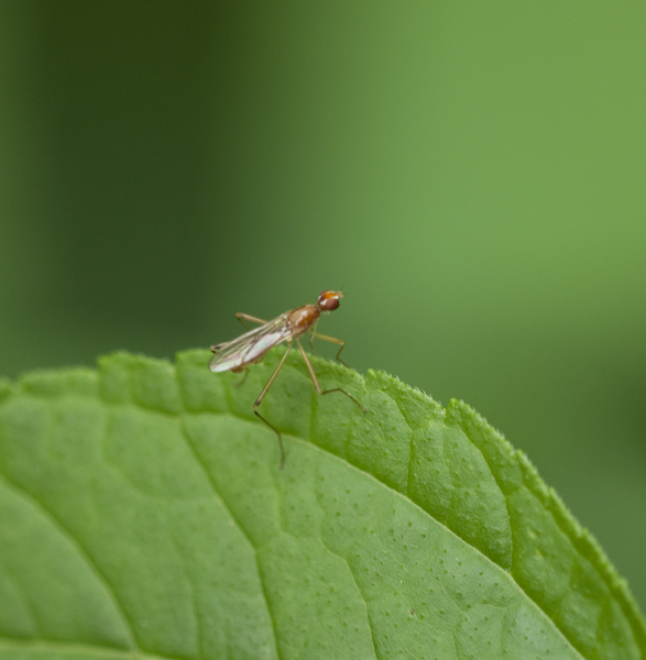 diptera1699