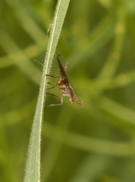 diptera3103