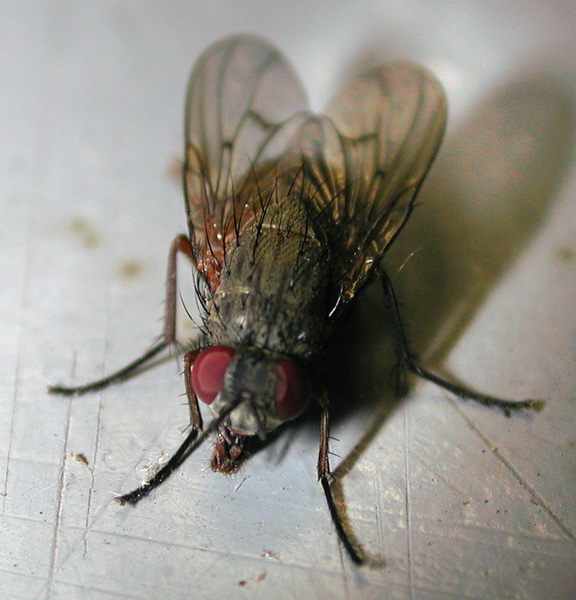 fly