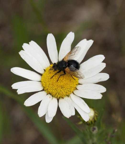 fly2160