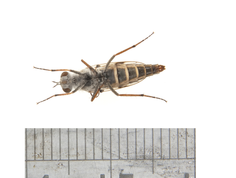 fly2644