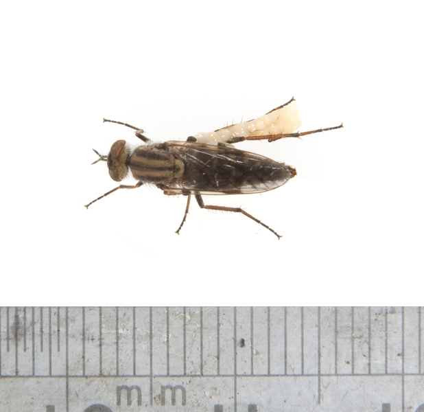 fly2645