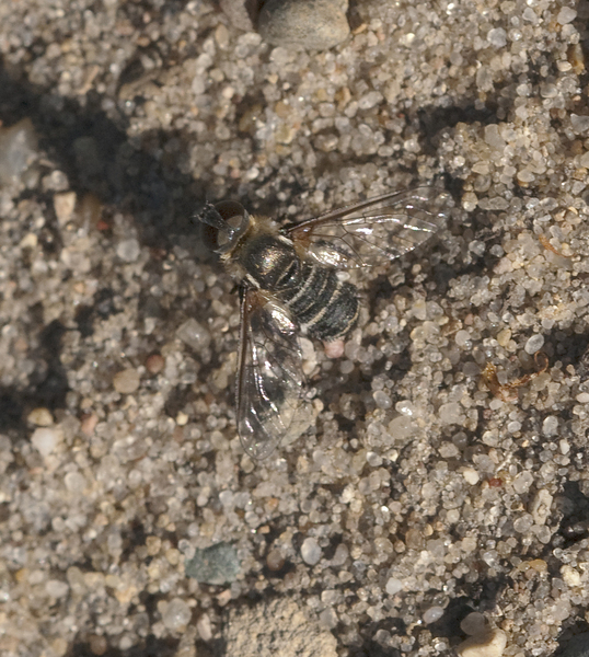 fly8692