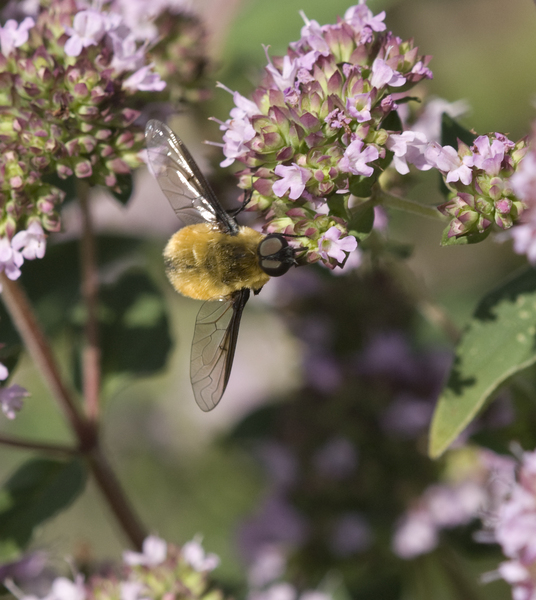 fly9227