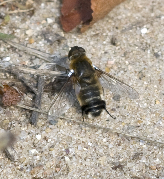 fly9246