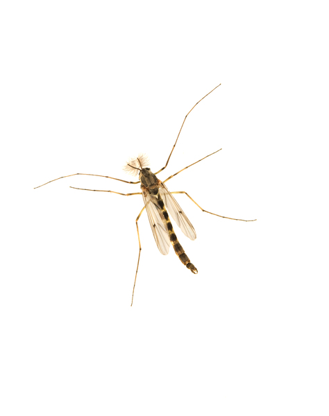 midge0173