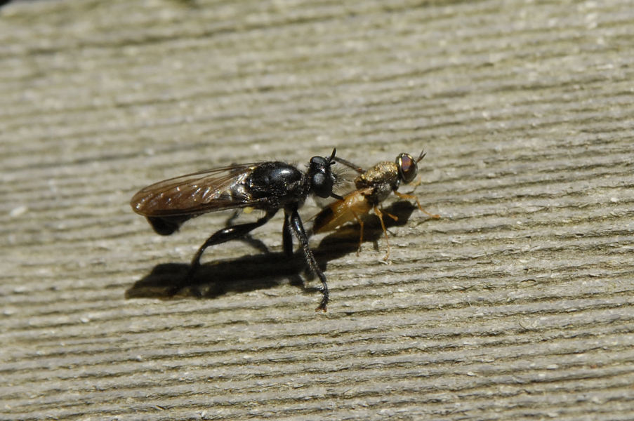 predatory_fly0499