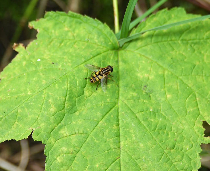 syrphidae5773