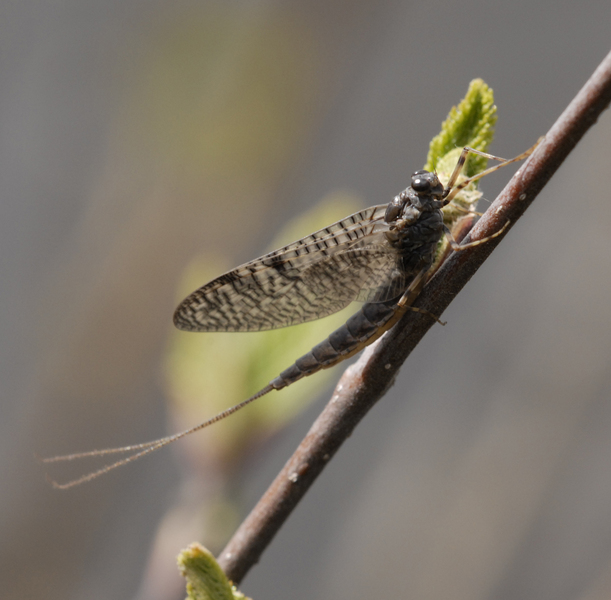 mayfly2976