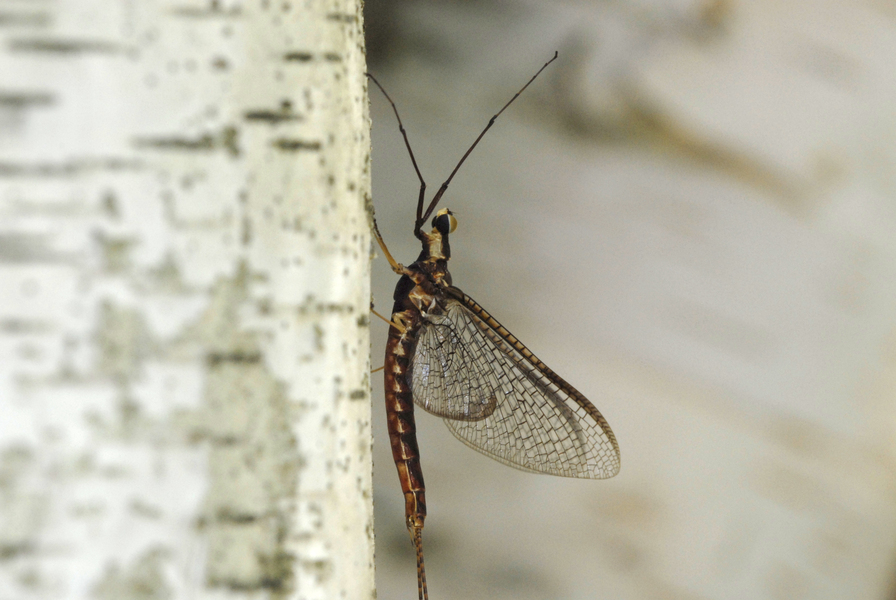 mayfly3704