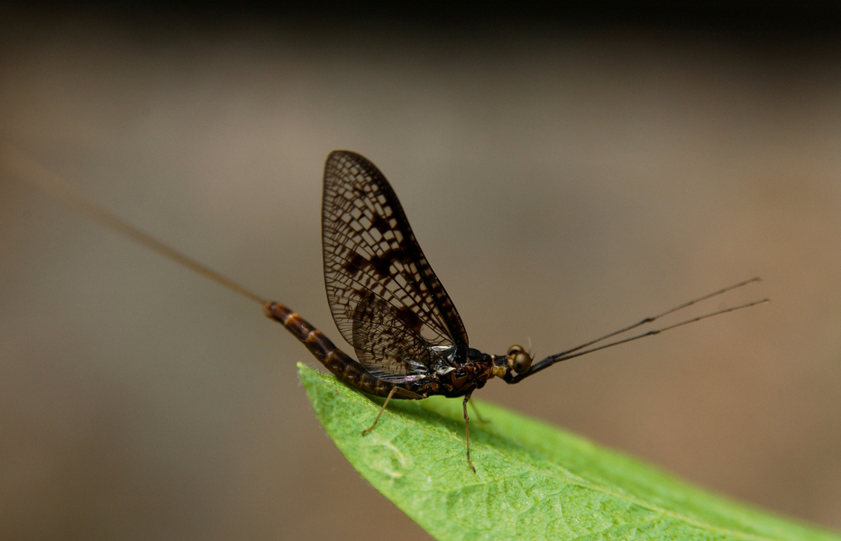 mayfly7989