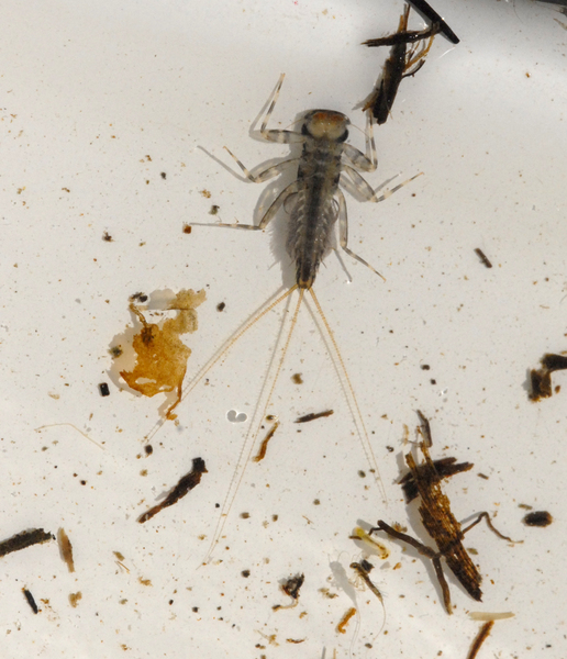 mayfly_larva4631