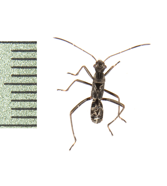 Alydus4059